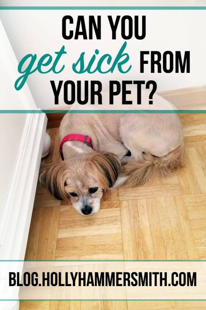 Can You Get Sick From Your Pet Dog or Cat? Simplicity