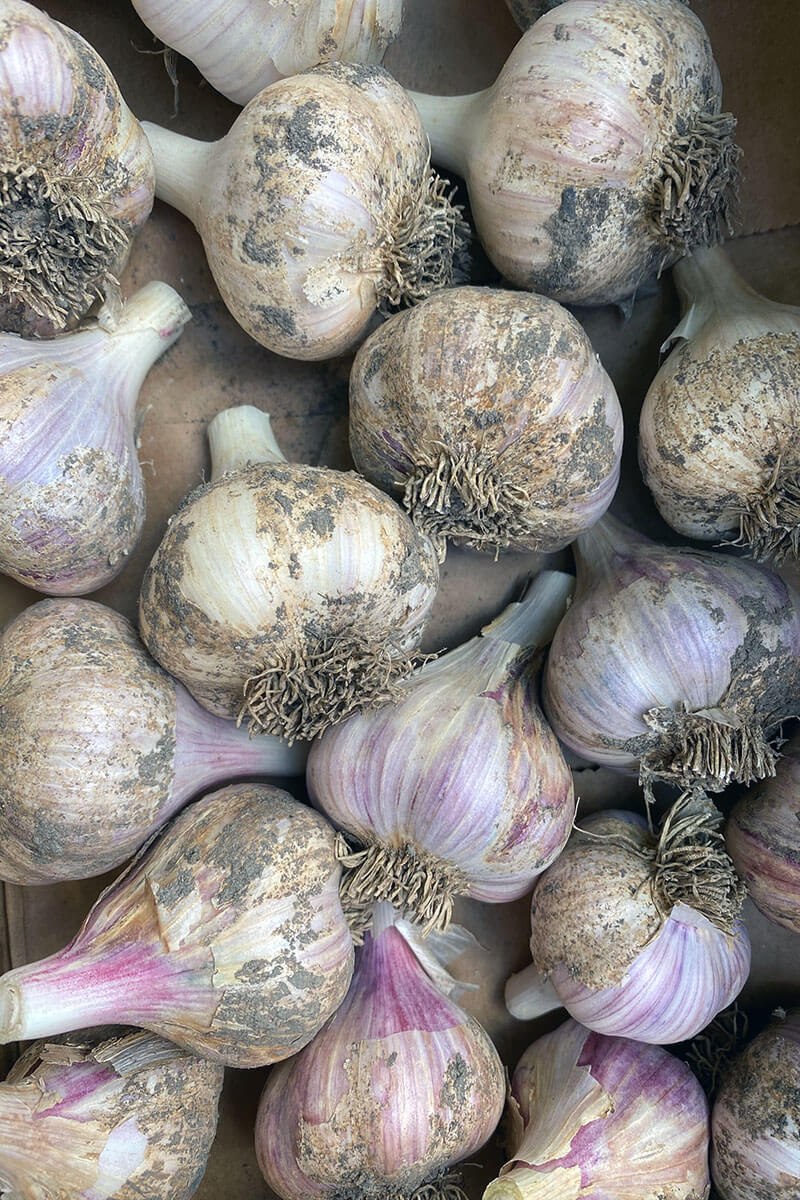Hardneck Garlic